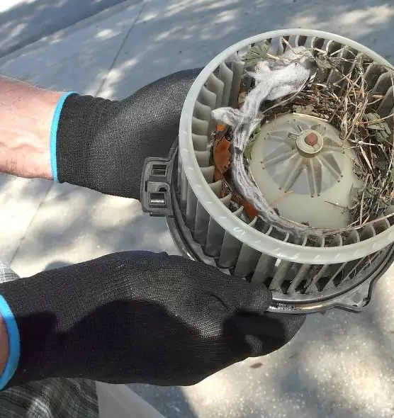 About Air Duct Mice Removal in Lakewood, WA